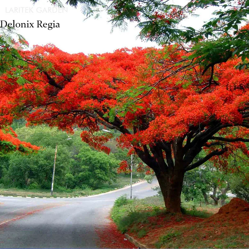 literature review on delonix regia