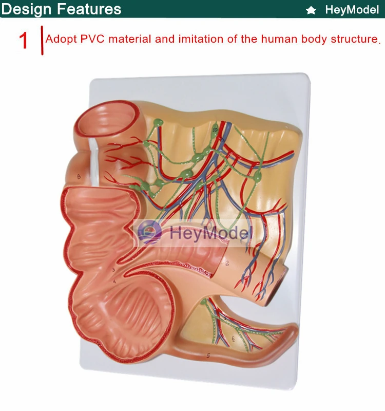 HeyModel Cecum и макет аппендикса ileum модель лимфатического и желудочно-кишечный Учебная модель