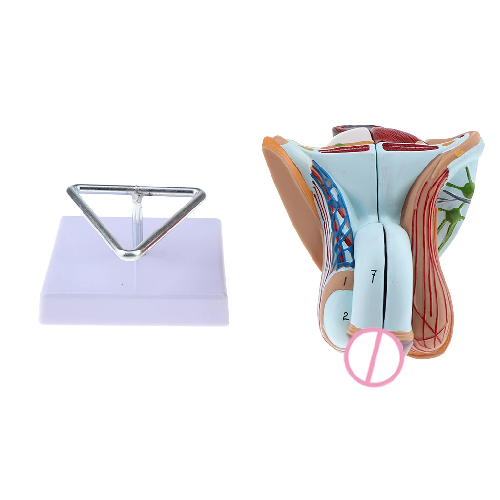 1:1 Male Genital Testis Scrotum Anatomical Model Genitourinary Medicine School Student Teacher Teaching Aids Lab Supplies