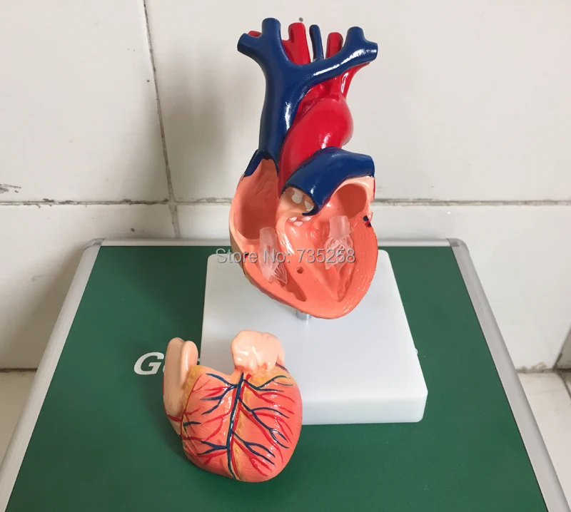 1:1 модель Анатомия сердца, натуральное большое сердце анатомическая Учебная модель, модель сердца