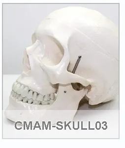 CMAM/12333 череп, цветной, пластиковый череп медицинский анатомический модель