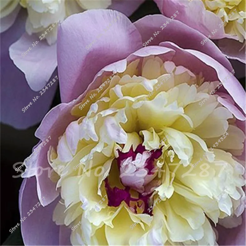

2 Pcs Ranunculus asiaticus Flower bulb(not seeds) For Home & Garden DIY Plants Persian Buttercup Flower Bulbs