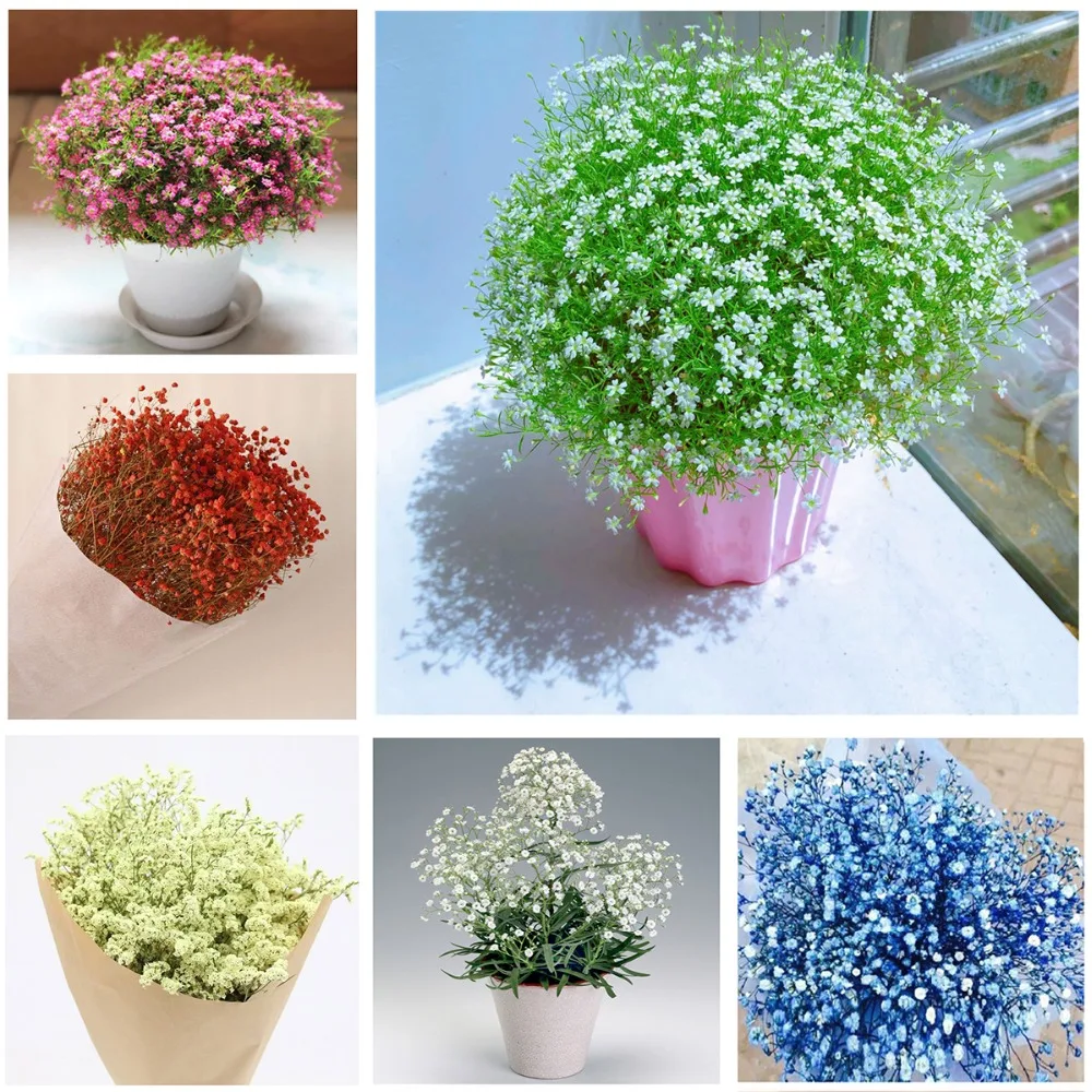 

Babysbreath bonsai seedsplants indoor plants flower garden decoration for plantas