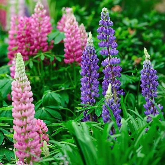 10 Lupine Russel Mix Flower Seeds (Lupinus Polyphyllus) -in Bonsai from ...