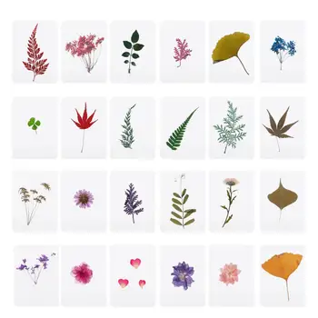 

Mix Pressed Flower Leaves Plant Specimen Fillers for Epoxy Resin Jewelry Making