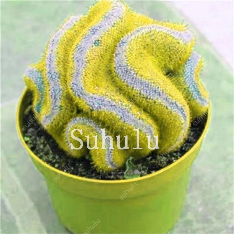 Mix Lithops Bonsai 200 Pcs Living Stones Succulent Cactus Organic Garden Bulk Bonsai Plant For Indoor Succulent 100% Natural