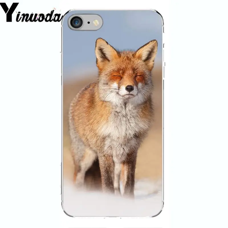 A Fox in The Wild Red Fox 