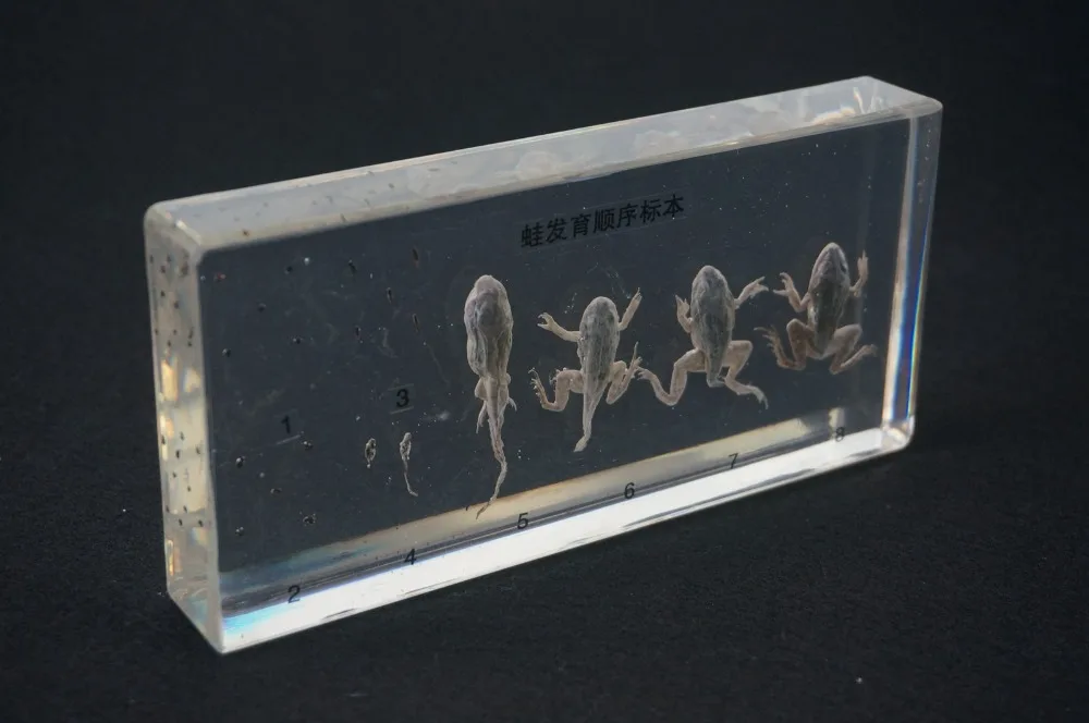 

Life Cycle Of Frog Specimens In clear Lucite Educational Instrument