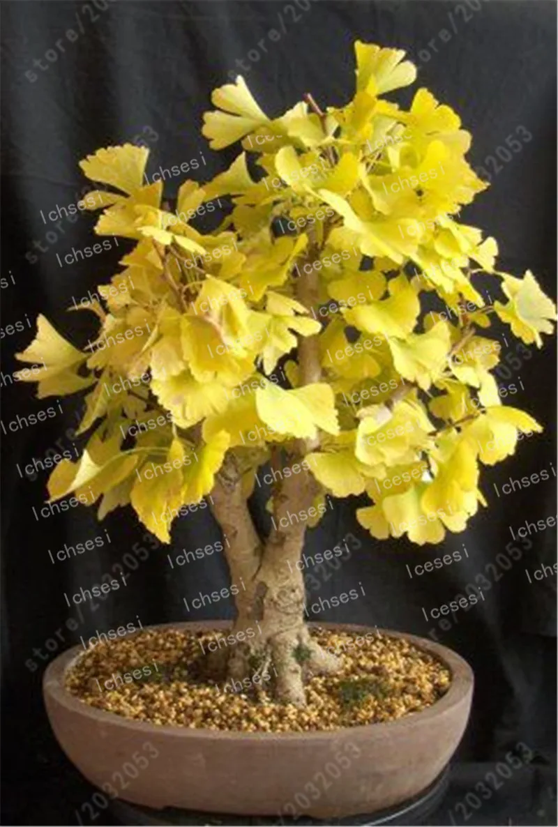 

5pc Large Gold Ginkgo Biloba bonsai Tree plant Beautiful Foliage Plants Perennial Unique Species Of Maidenhair Tree bonsai plant