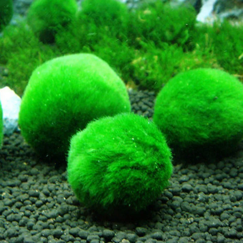 Aquarium Large Moss Ball Fish Aquarium Alive Live Fishes Plants Aquaristics Shrimp Aquarium Large Moss Ball Water Grass Balls - Цвет: A