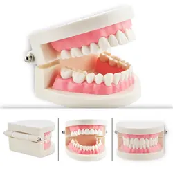 Стоматологические Инструменты цельнокроеное платье стоматолог плоть розовые десны Стандартный зуба зубов Teach модель