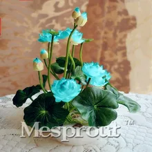 10 шт. мини миска Лотос бонсай гидропоники растения водные растения цветочный горшок водяная Лилия бонсай и садовые растения