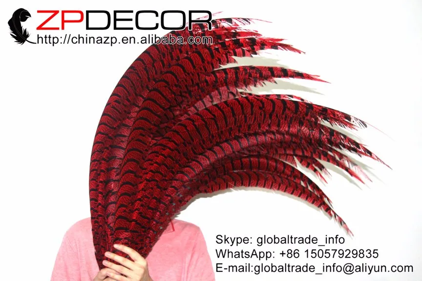 ZEBRA Lady Amherst Pheasant Tail Feathers in red  (5)