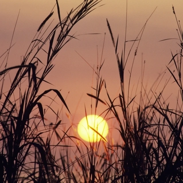 Sunset  Colorful Purple Sky And Sunball  Silhouetted Grass In Foreground. Poster Print (11 x 17)