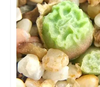 

Prodgf 50Pcs A Set angelicae ssp tetragonum MG1410.66