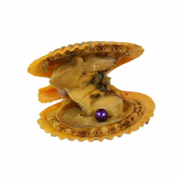 

Amazing Purple Pearls in Seawater Oyster Bulk 20pcs New Purple Oysters with Akoya Round Pearls 6-7mm 28 colors Available ABH838