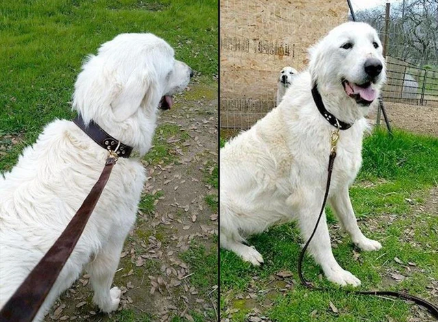 Collier chien en cuir véritable pour chien, robuste pour l'entraînement des animaux domestique – Image 4