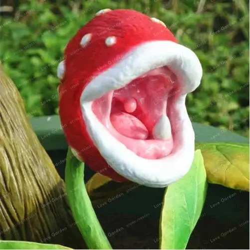 Insect Catching Succulent Plant Enchantress Carnivorous Plant Desk Pot Bonsai Seeds Slurperon Seeds Flowers Garden Plant 200 Pcs Insect Catching Succulent Plant Enchantress Carnivorous Plant Desk Pot Bonsai Seeds Slurperon Seeds Flowers Garden Plant 200 Pcs