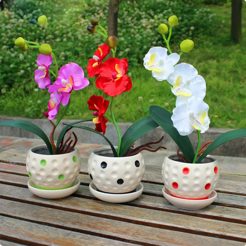 

22 varieties of Bonsai pot Flowers Senior Ornamental Orchid home garden Plants Indoor 200pcs Phalaenopsis Orchid