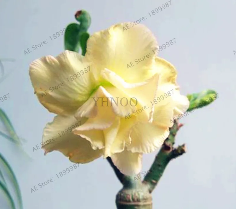Пустынная Роза Флорес горшечные цветы плантас Adenium Obesum комнатное бонсай растение мини дерево в горшке для домашнего сада растение 5 шт