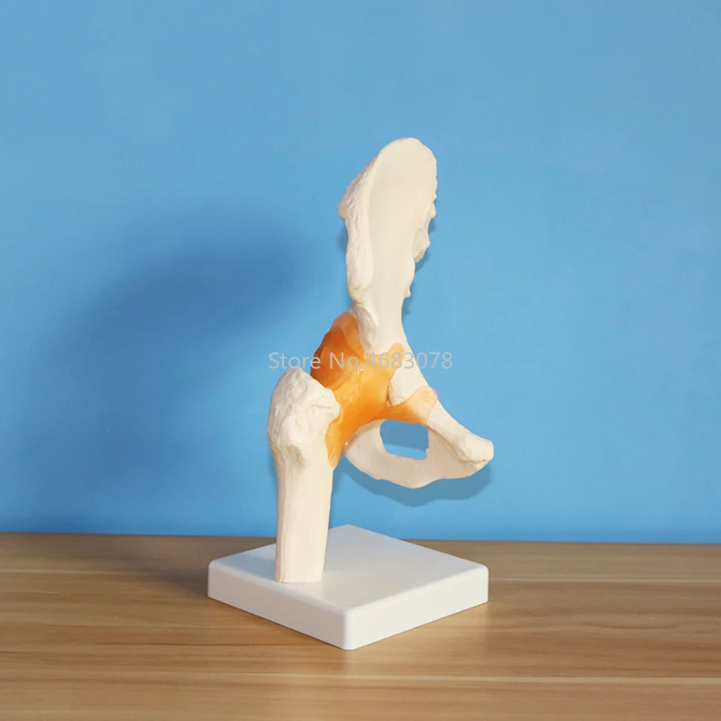 Life Size Human Ligament Hip Joint Medical Anatomy Model Skeleton Medical Science Stationery for teaching supplies