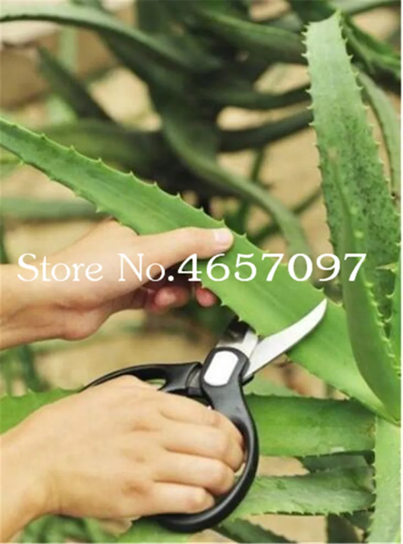 Sale 200 Pcs Green Aloe Vera Plants Edible Beauty Edible Cosmetic Vegetables And Fruit Bonsai Herb Tree Plants For Home & Garden