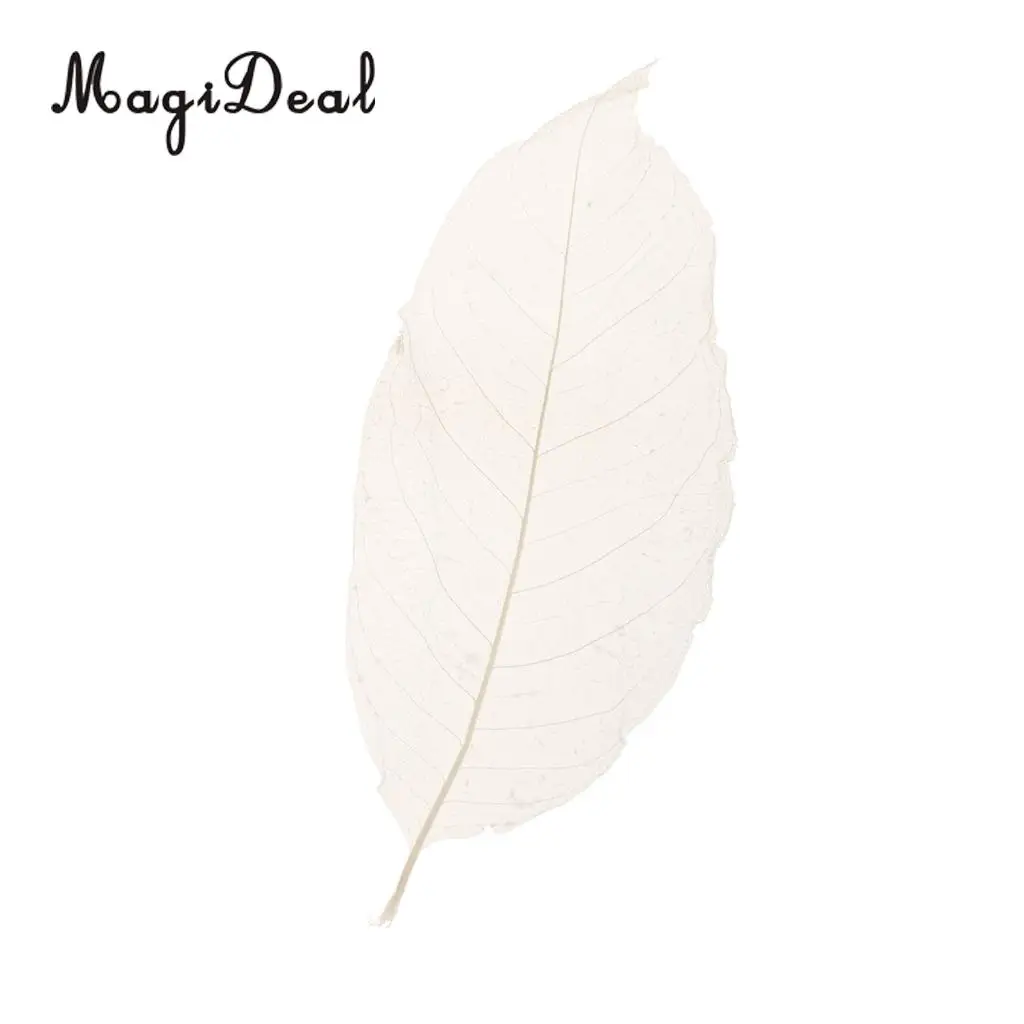 MagiDeal 50Pcs Natural Magnolia Skeleton Leaf Leaves Card Scrapbook White Wedding Party Decor Skeleton Leaves