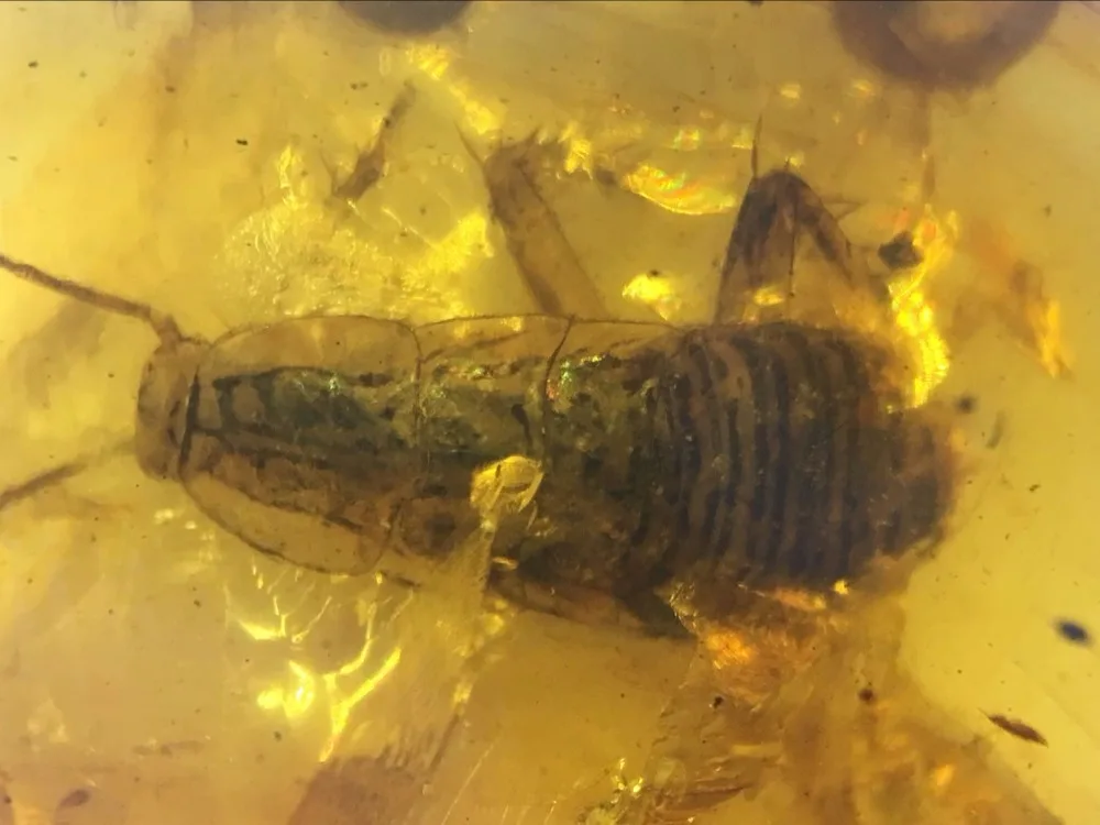 

Big(12mm) rare strange Cockroach larva burmite Myanmar Amber insect 100 million years lynx stone from dinosaurs age Cretaceous