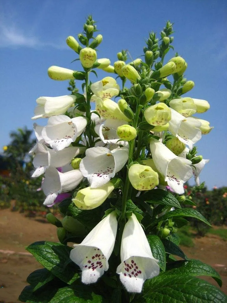 100% шт. 200 True Foxglove общие foxglove цветок Наперстянка пурпуровая карликовые деревья завод украшения домашние, садовые растения