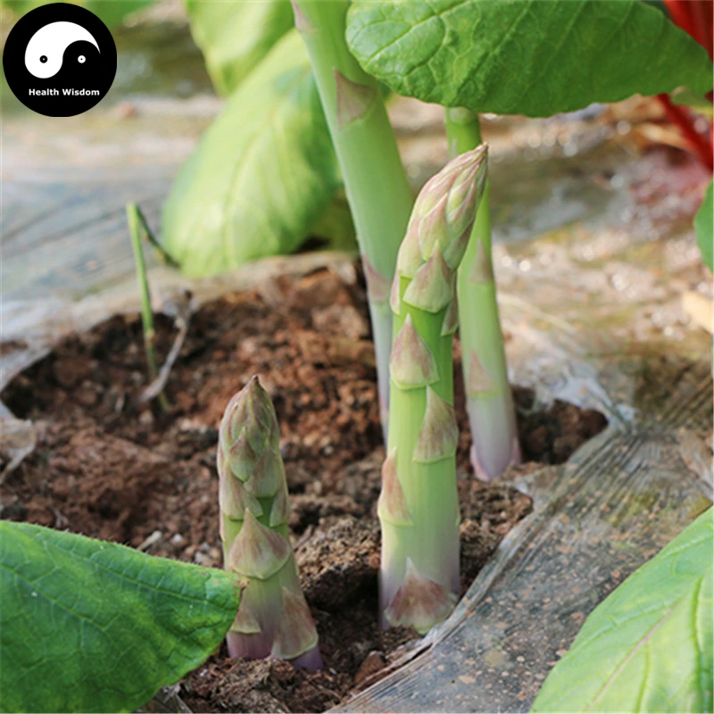 

Buy Green Asparagus Vegetable Semente 60pcs Plant Buds Vegetables Asparagus Officinalis