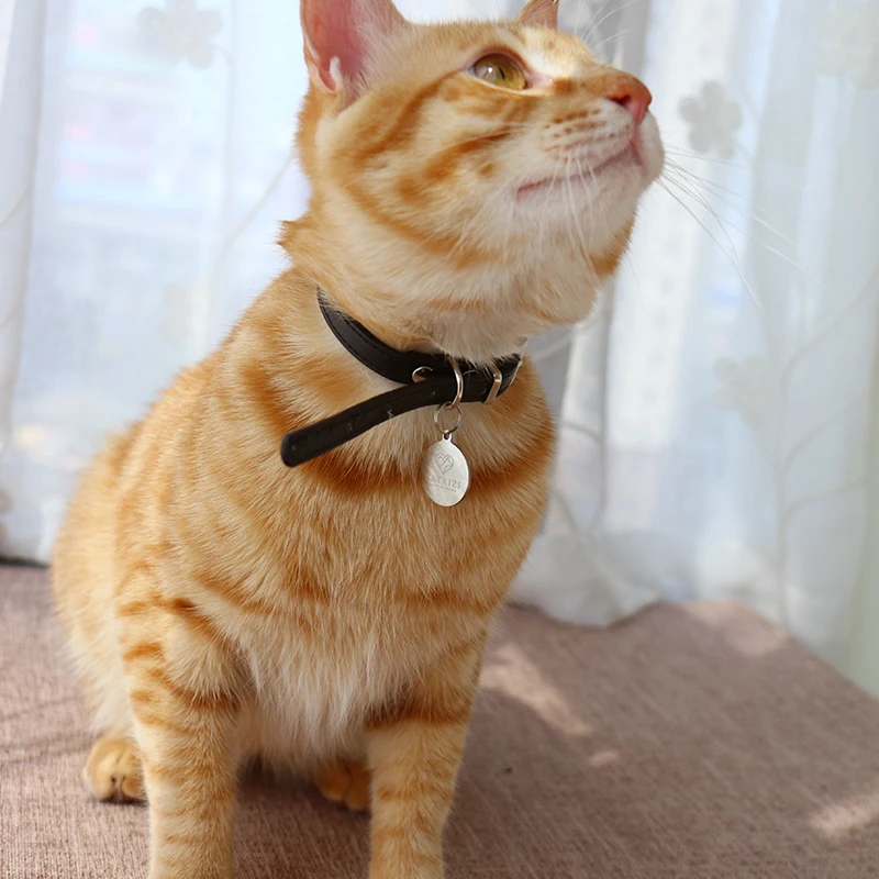 Captain marvel cat collar Clearance