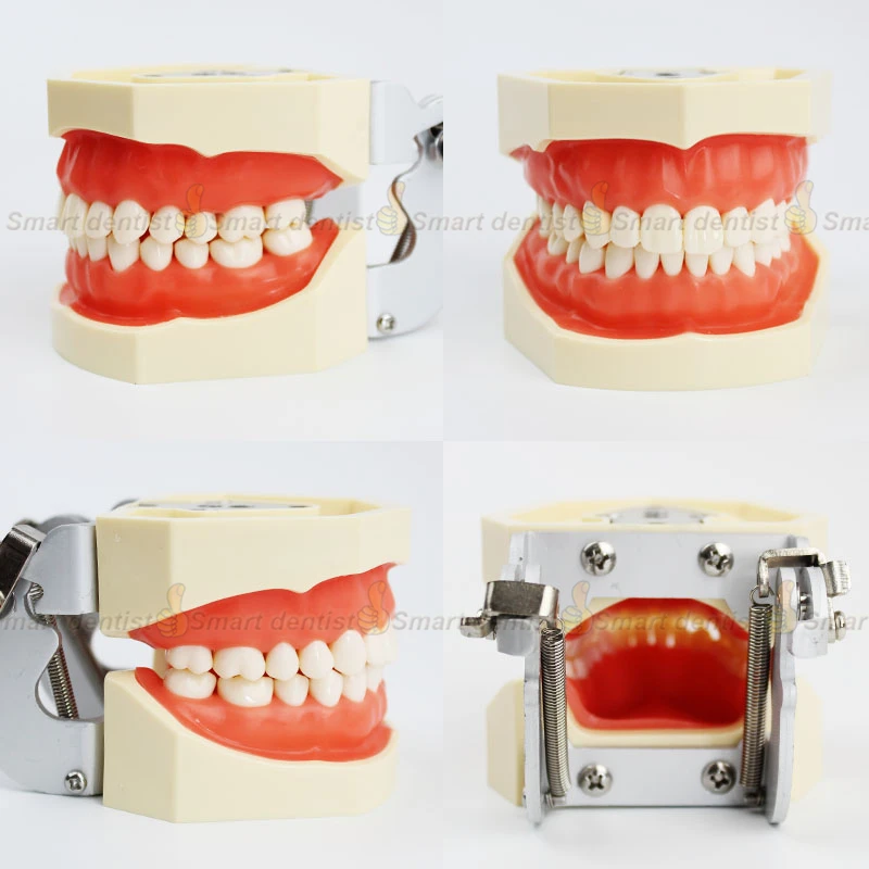 Зубные преподавания Стандартный Модель Стоматологическая модель зубов 28 зуб с артикулятор fe