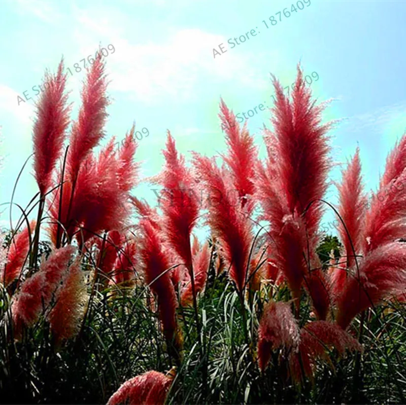 Промо-акция! 400 шт./пакет пампасной травы, редкое Рид цветок карликовые деревья трава памп flores очень красивый декоративный горшок для садового растения - Цвет: 14