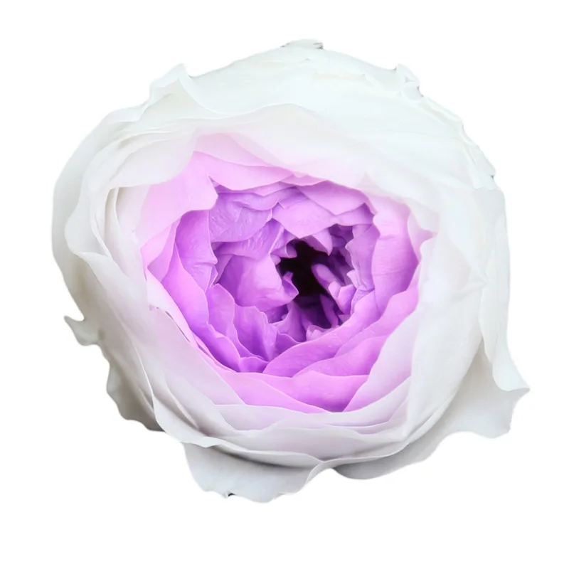 Роза Остина, консервированные цветы, бесморская Роза, 4 см, подарок на день матери, сделай сам, свадьба, вечная жизнь, цветок, материал, Подарочная коробка, уровень A