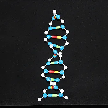 

DNA model kit biological molecular models double helix Molecular Structure model Deoxyribonucleic acid 10 Layer teaching Utensil