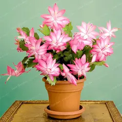 Zygocactus информация Schlumbergera карликовое дерево в горшке горшечных растений зеленый растения легко выращивать растения-100 шт