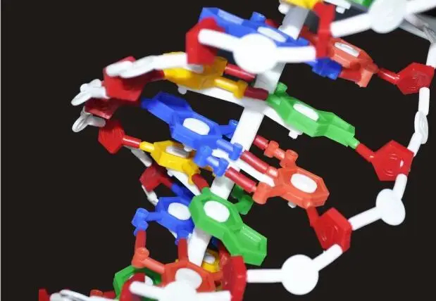 Base de Dna Modelo de Estrutura Modelos de Dupla Hélice do Dna Equipamentos de Ensino 60 Centímetros Par Dna Gene Biologia Genética Fornece Educacional 6 Cheap Equipamento educacional