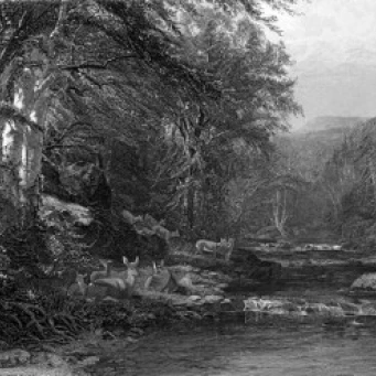 The Adirondack Woods ca.1874 James McDougal Hart (1828-1901 American) Etching Poster Print (18 x 24)
