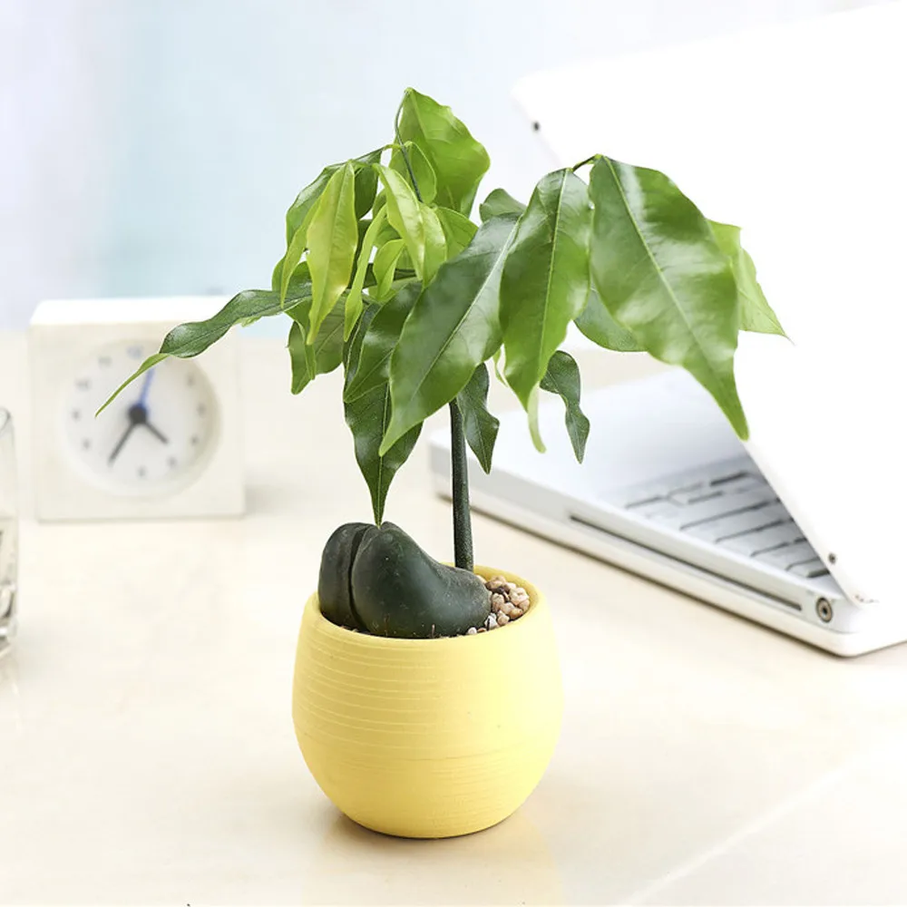 

5 styles pots for plants Mini Colourful Round Plastic Plant Flower Pots Home Office Decor Planter decorative flower pot#es