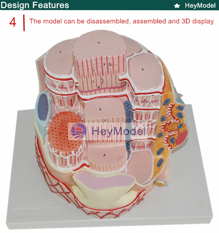 Heymodel скелетных мышц модель