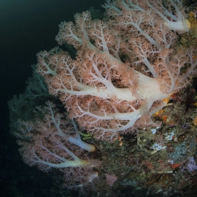 Beautiful soft corals grow on a deep reef in Indonesia Poster Print (11 x 17)