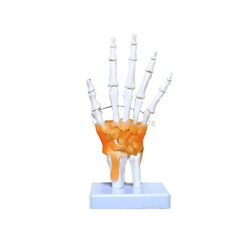 Human Hand Joint Anatomical Skeleton With Skin Model Medical Science Health Life Useful Medical Science For Teaching Supplies