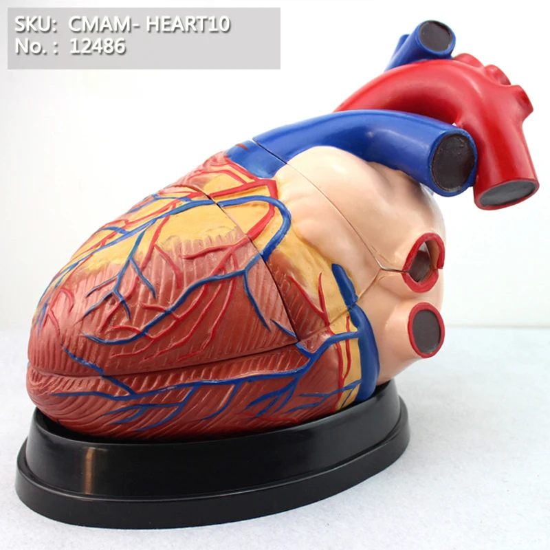 

CMAM/12486 Heart-3parts,4X life size, Human Heart Medical Teaching Anatomical Model