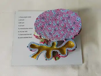 

100X Enlarge Human Pancreatic Cell Model Glandular Cell Anatomical Model Human Cell Anatomy Biological Teaching Medical Models