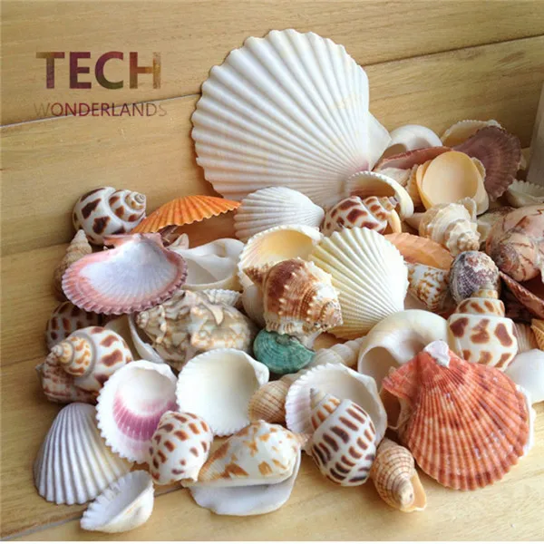 

Natural Conch Shells Seashells Beautiful Decoration for Aquarium Fish Tank 200g
