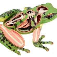 3D Puzzle игрушки 4D лягушка Модель Строительство Наборы съемный прозрачный животных сборка 31 шт. перспектива обучения игрушки для детей