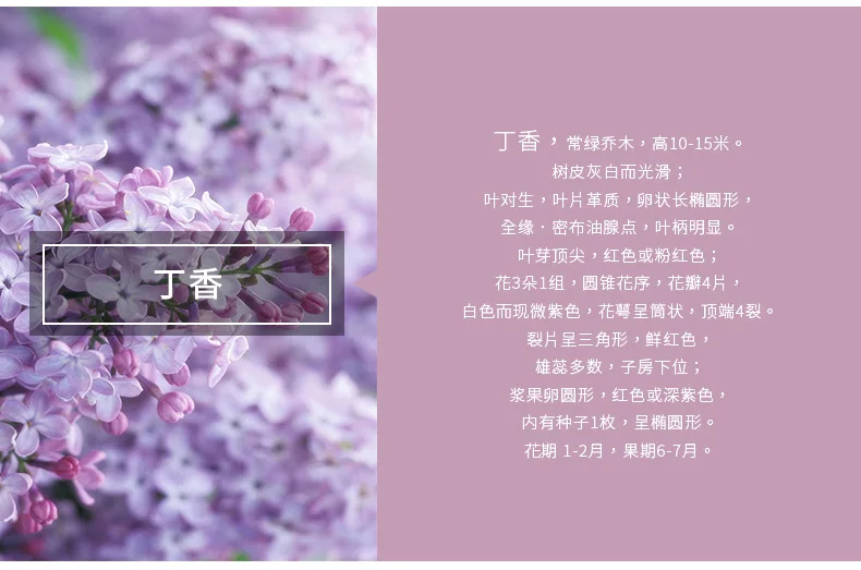 丁香产品信息.jpg