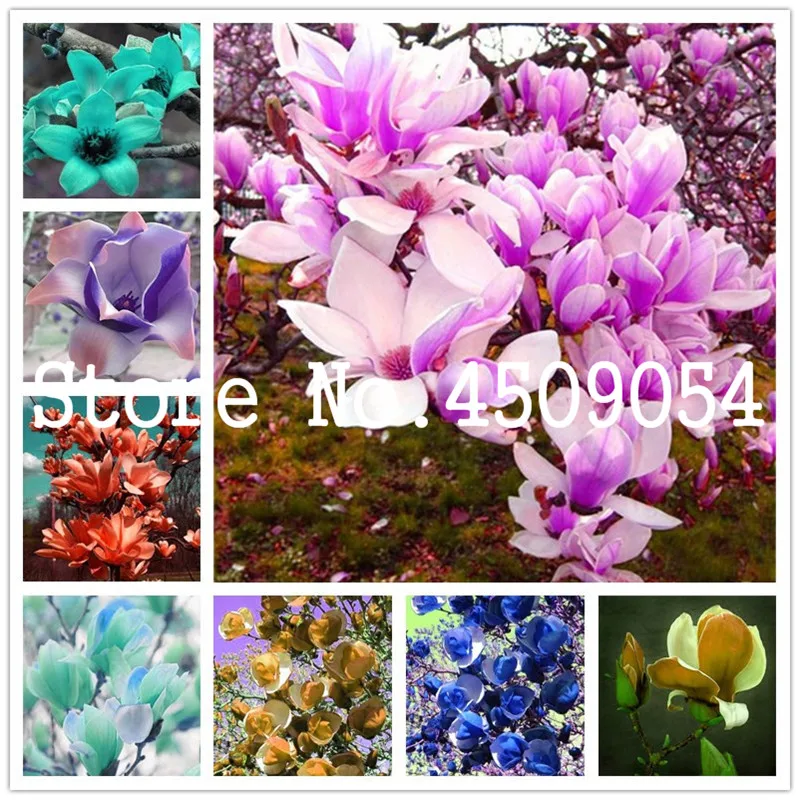 

30pc Multicolor Magnolia bonsai Rare Colorful Fragrant Yulan Seedsflower Bonsai living flowers for home Semillas Garden Supplies