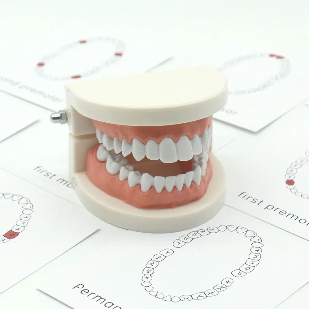 

Montessori Practical Life Material Teeth Model and Cards Set Early Learning Educational Juguetes Montessori Material MD1964H
