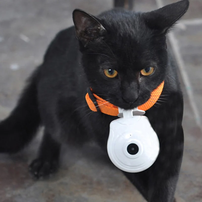 Buy Pet Dog Cat Collar with Timing Camera Video